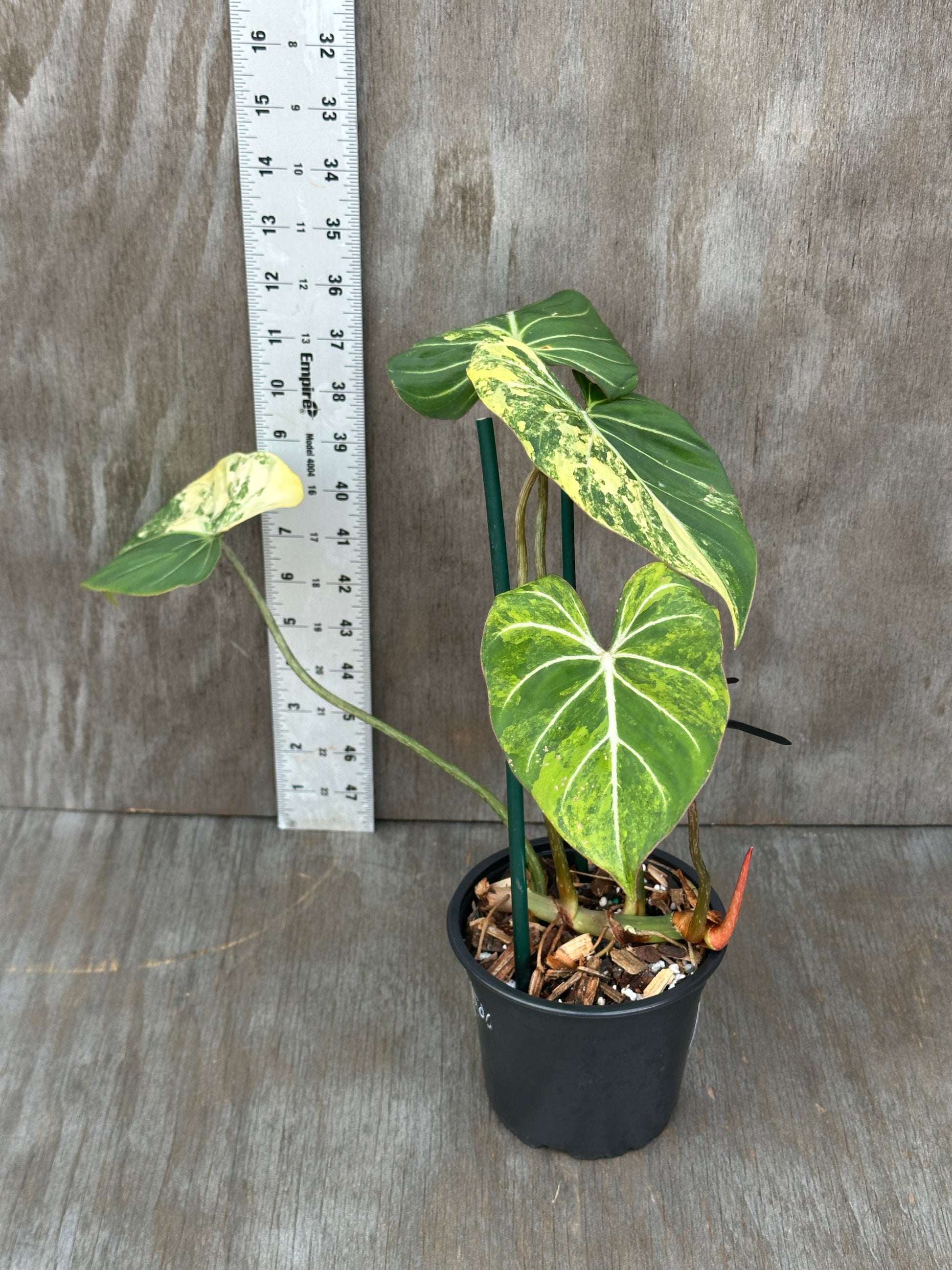 Philodendron Gloriosum Variegated plant in a pot, displayed next to a ruler for size reference, showcasing its distinctive variegated leaves.