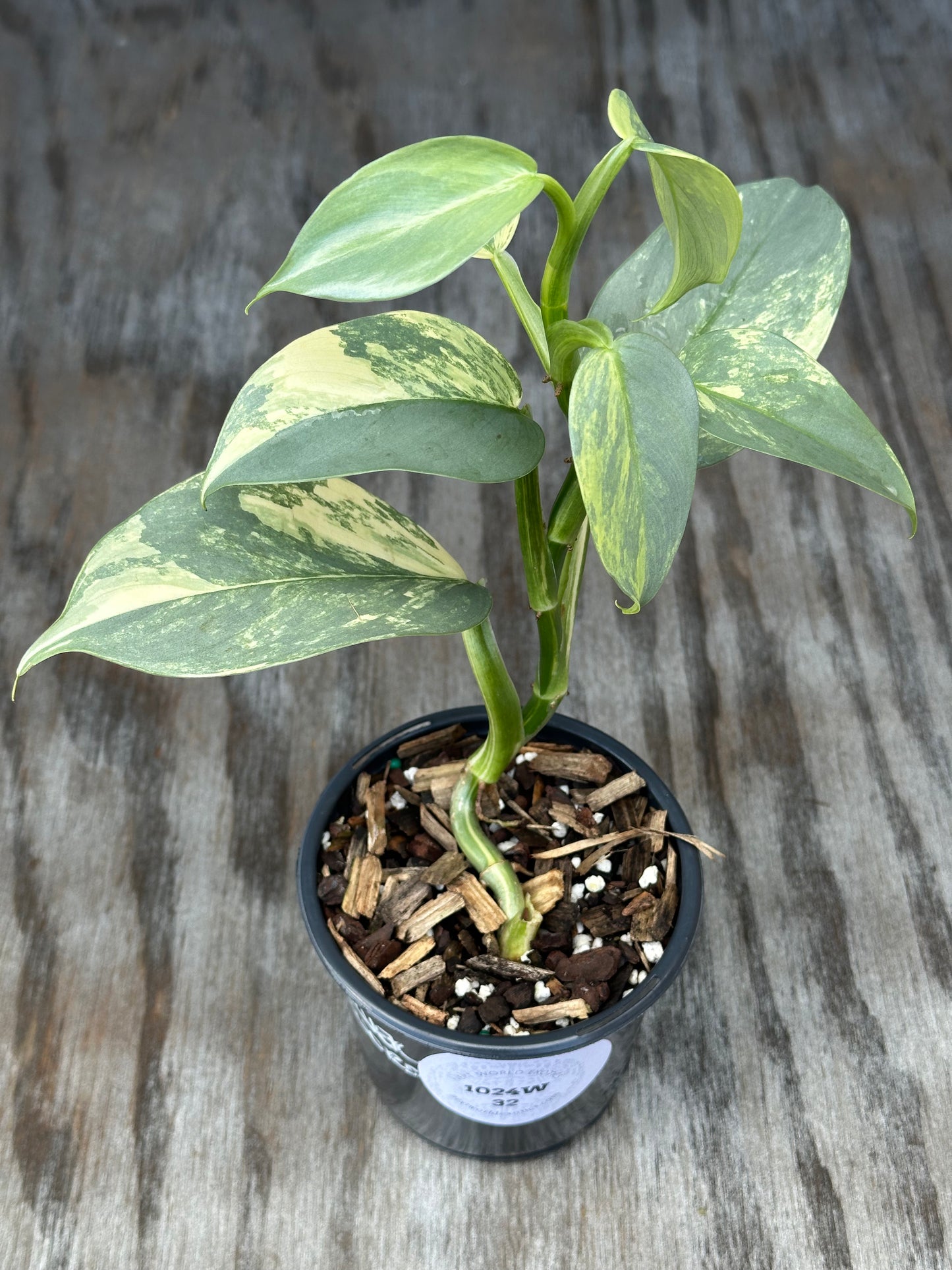 Philodendron Hastatum 'Silver Sword' Variegated in a 4 pot, showcasing lush leaves on a wooden surface.