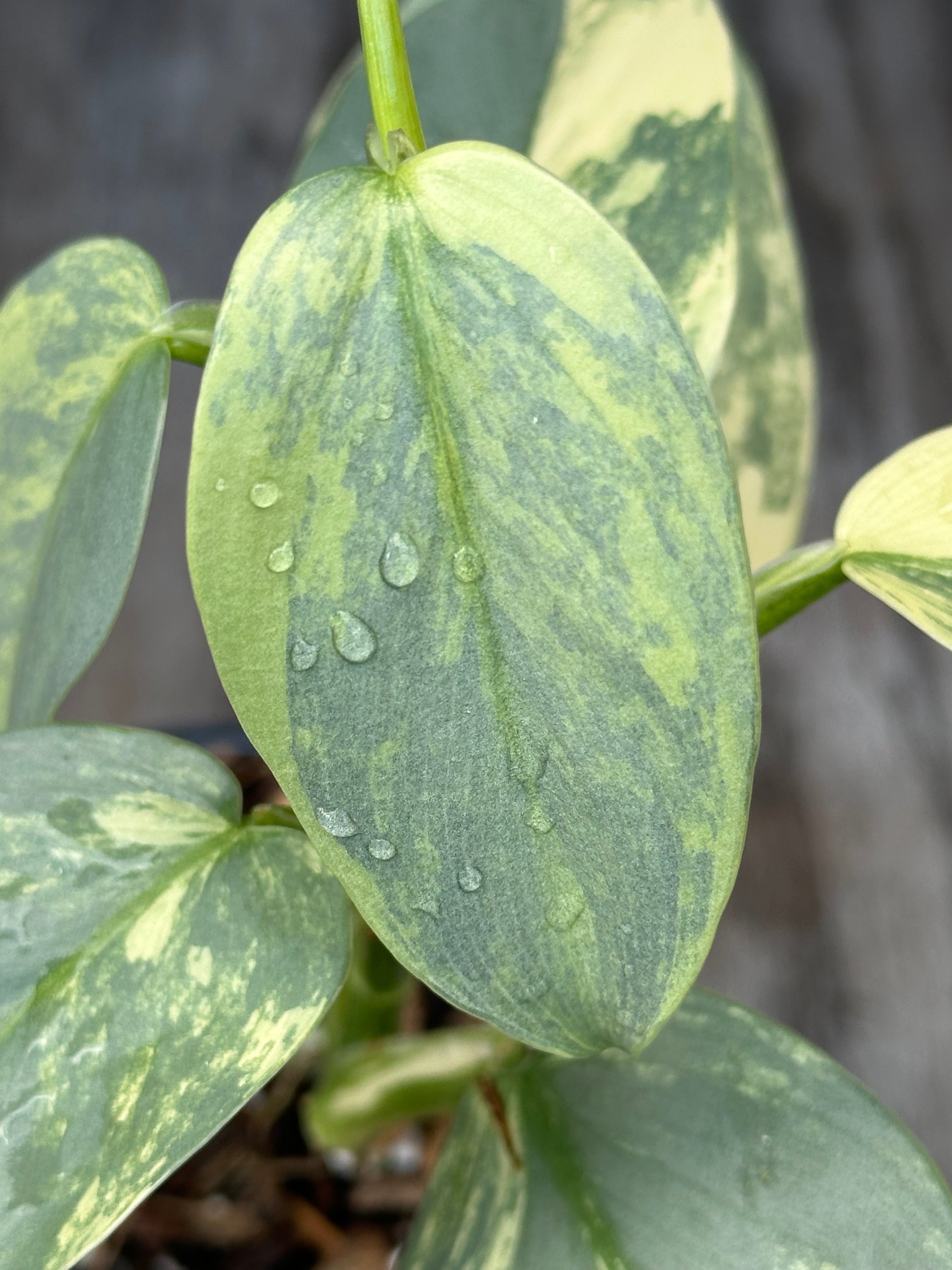 Philodendron Hastatum 'Silver Sword' Variegated in a 4 pot, showcasing a close-up of its distinct leaf texture and structure.