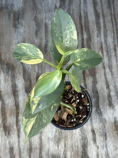 Philodendron Hastatum 'Silver Sword' Variegated in a 4 pot on wood surface, showcasing lush foliage with green and yellow leaves.