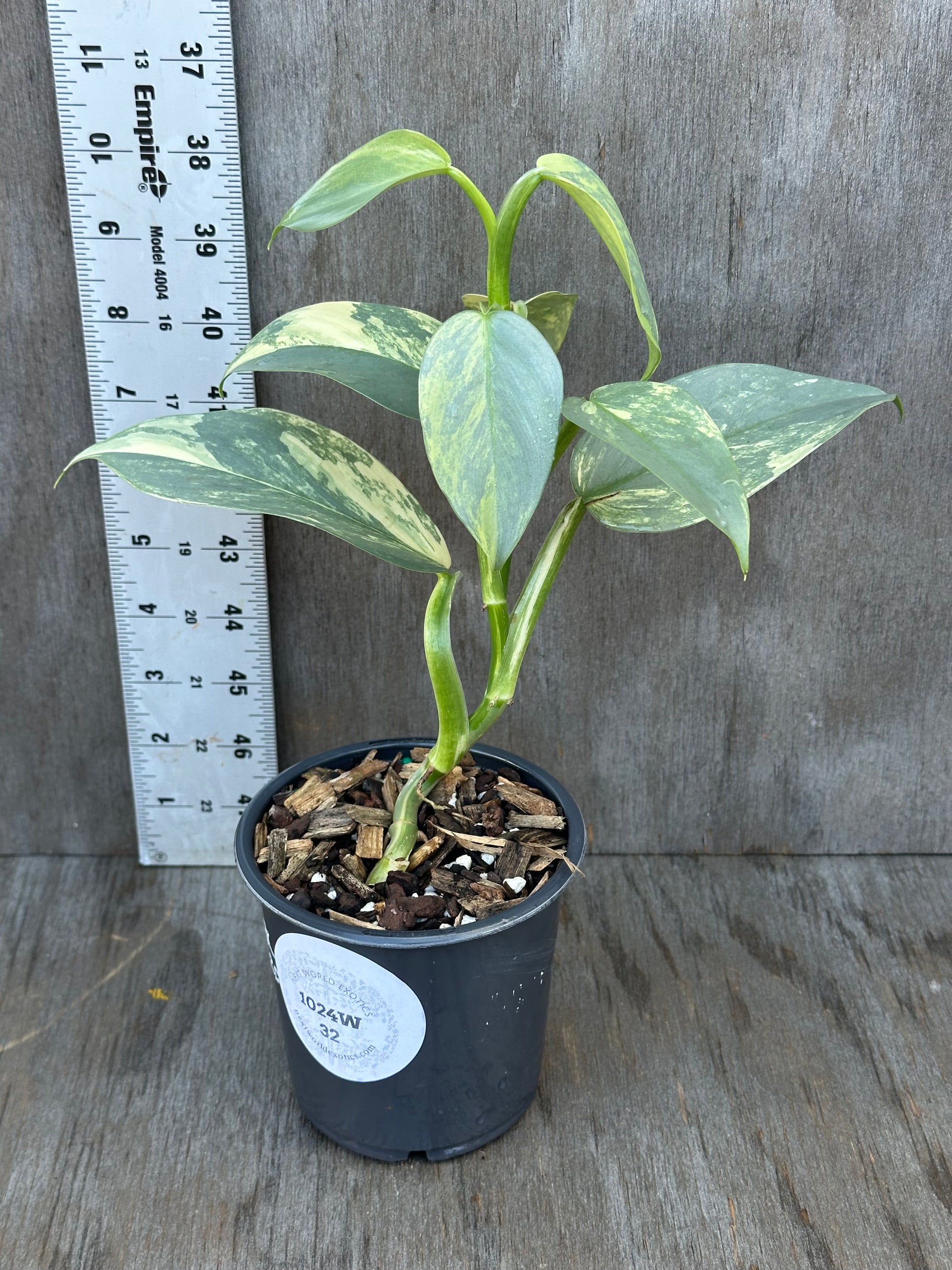 Philodendron Hastatum 'Silver Sword' Variegated in a 4 pot, featuring close-up leaves and a visible white sticker with black text.