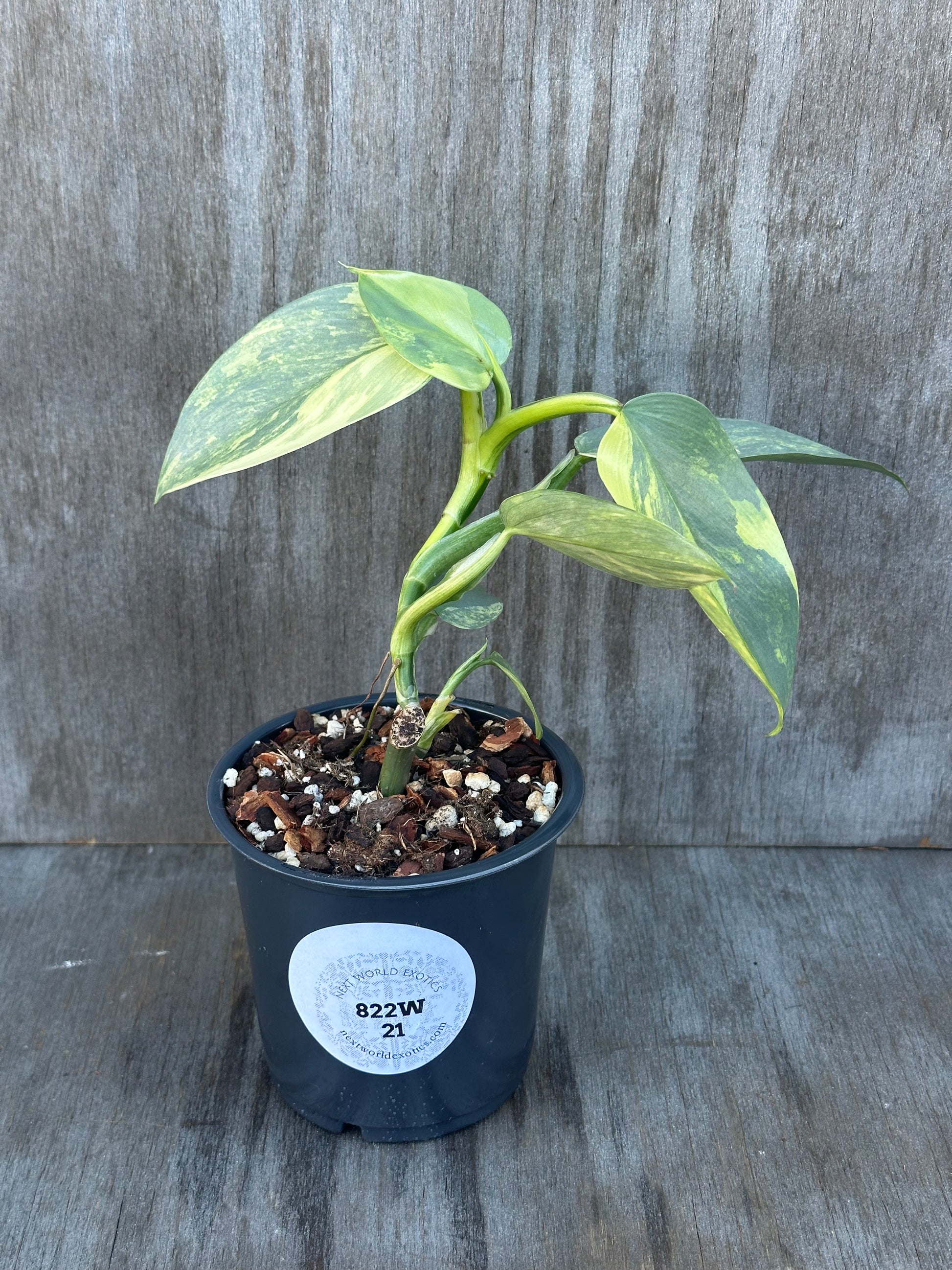 Philodendron Hastatum 'Silver Sword' Variegated in a 4 pot with visible label and healthy green leaves.