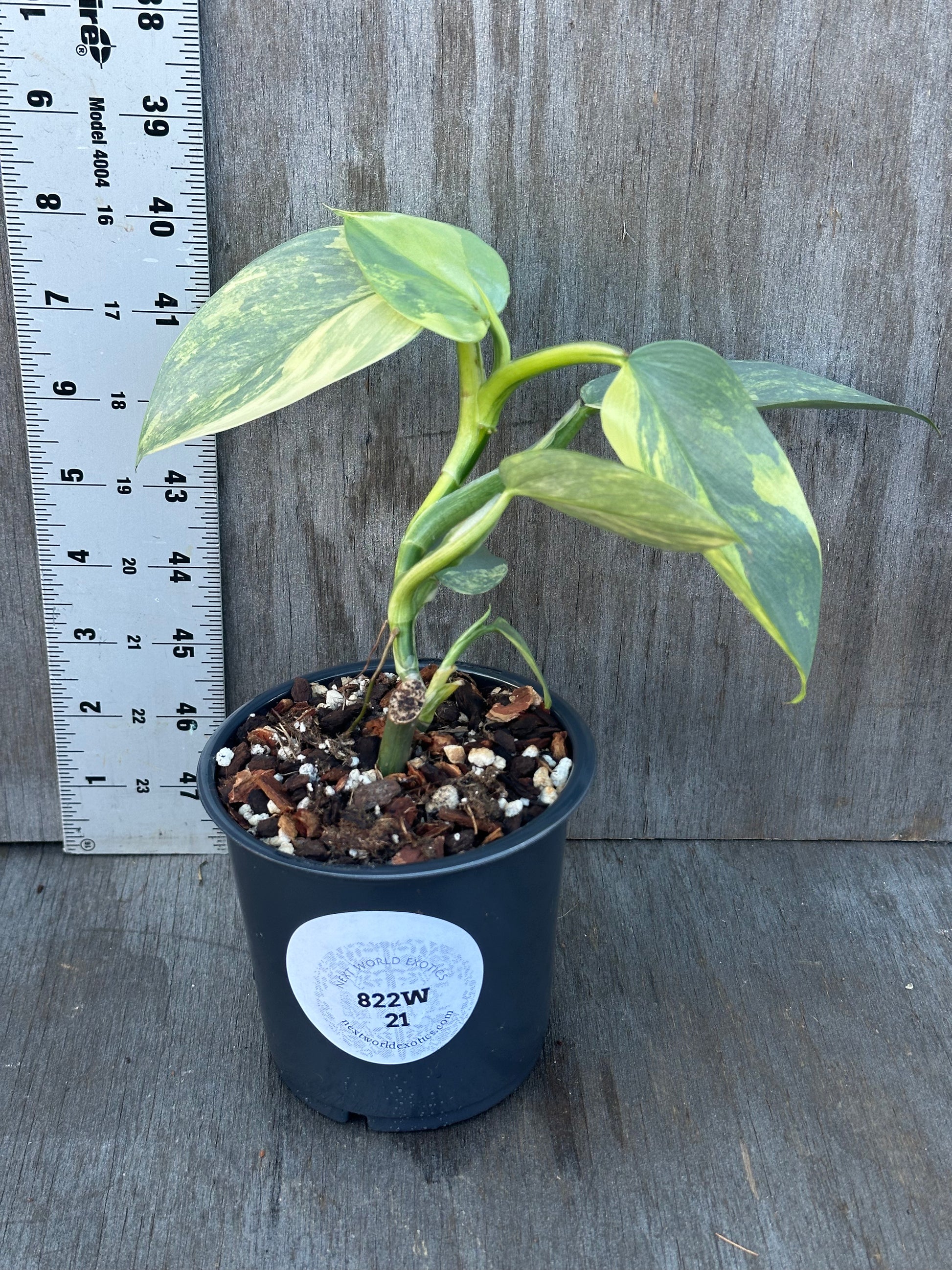 Philodendron Hastatum 'Silver Sword' Variegated (PHSSV1) growing in a 4 pot, showcasing its lush green leaves with subtle variegation.