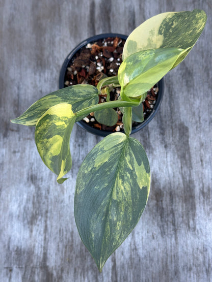 Philodendron Hastatum 'Silver Sword' Variegated growing in a 4 pot, showcasing its distinct variegated leaves.