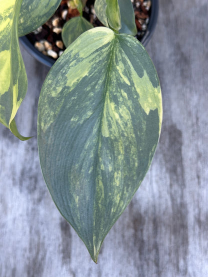 Close-up of Philodendron Hastatum 'Silver Sword' Variegated leaf in a 4-inch pot, highlighting its unique variegation pattern.