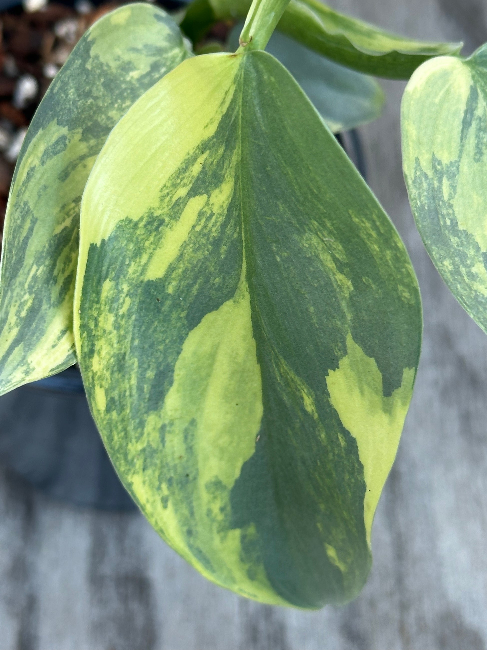 Close-up of Philodendron Hastatum 'Silver Sword' Variegated growing in a 4 pot, showcasing detailed green leaves.