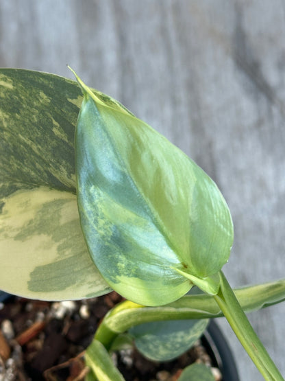 Close-up of a Philodendron Hastatum 'Silver Sword' Variegated plant stem and leaves growing in a 4-inch pot.