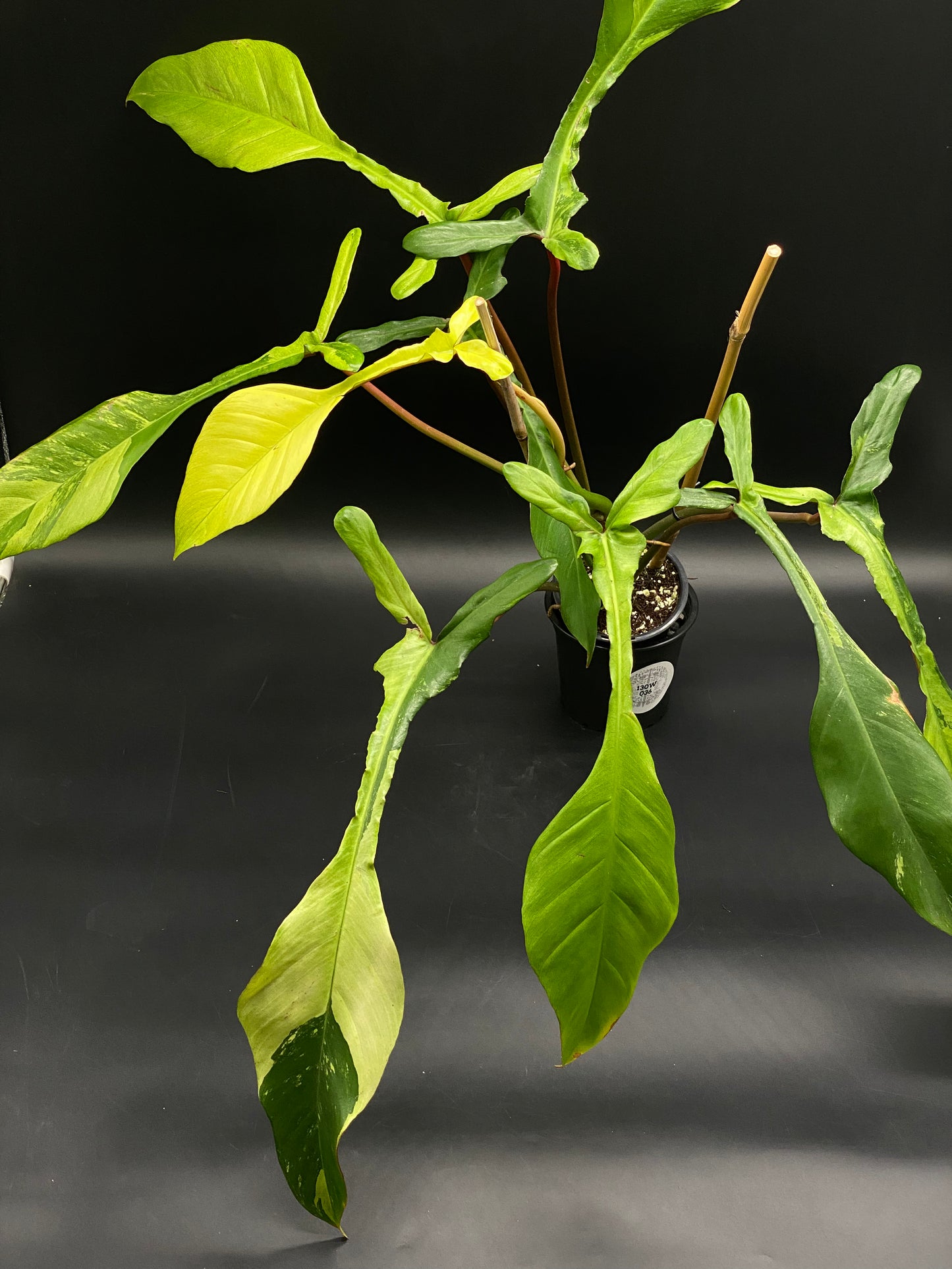 Philodendron Joepii Albo Mint in black nursery pot, showcasing variegated lanceolate leaves with reddish-green stems, supported by bamboo stakes, highlighting its exotic beauty.