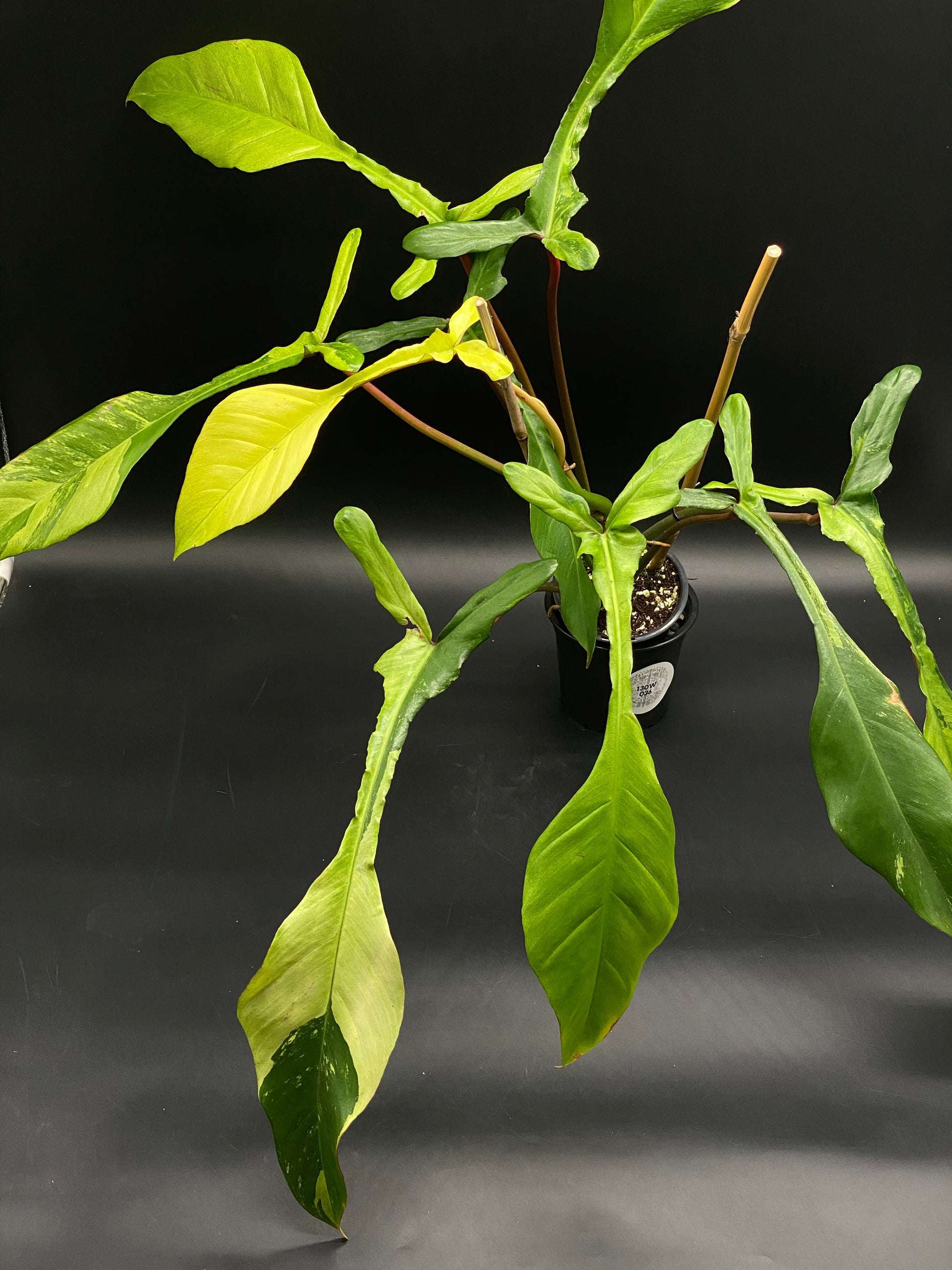 Philodendron Joepii Albo Mint in black nursery pot, showcasing variegated lanceolate leaves with reddish-green stems, supported by bamboo stakes, highlighting its exotic beauty.