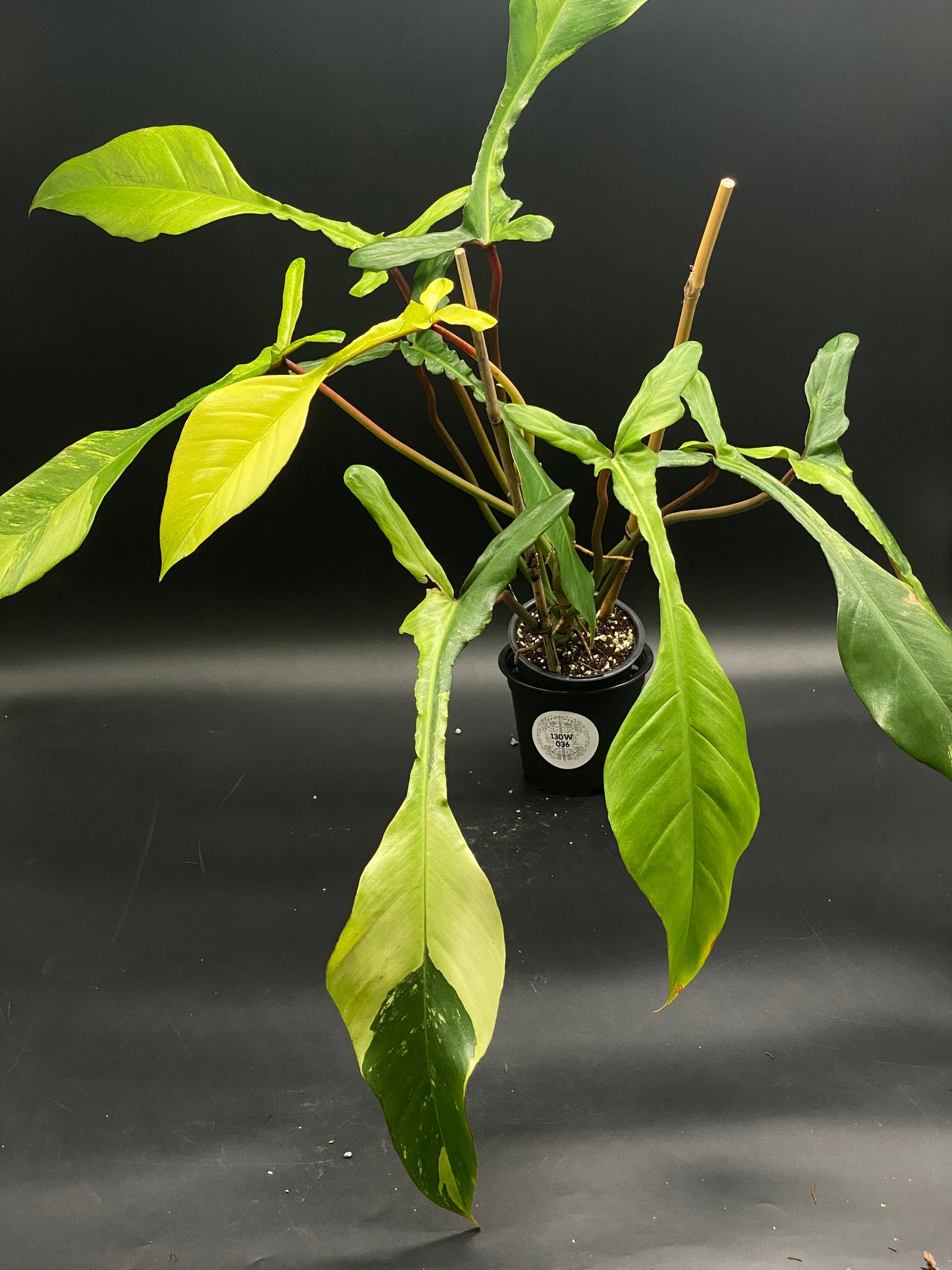 Philodendron Joepii Albo Mint in a black nursery pot, featuring lance-shaped leaves with striking white and mint marbling, supported by a bamboo stake.