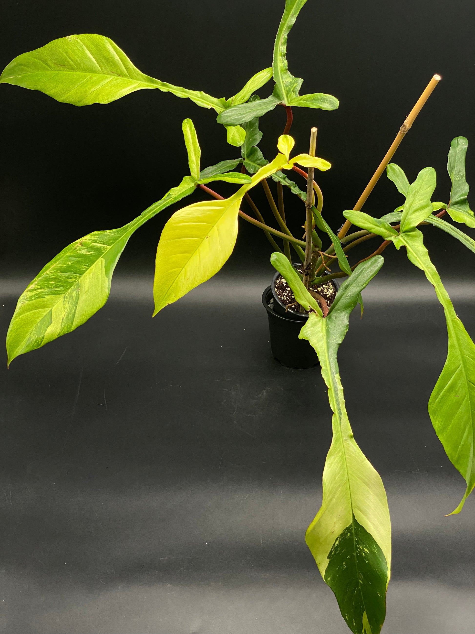 Philodendron Joepii Albo Mint in a black nursery pot, showcasing variegated lance-shaped leaves with green, yellow, and reddish petioles, supported by bamboo stakes.