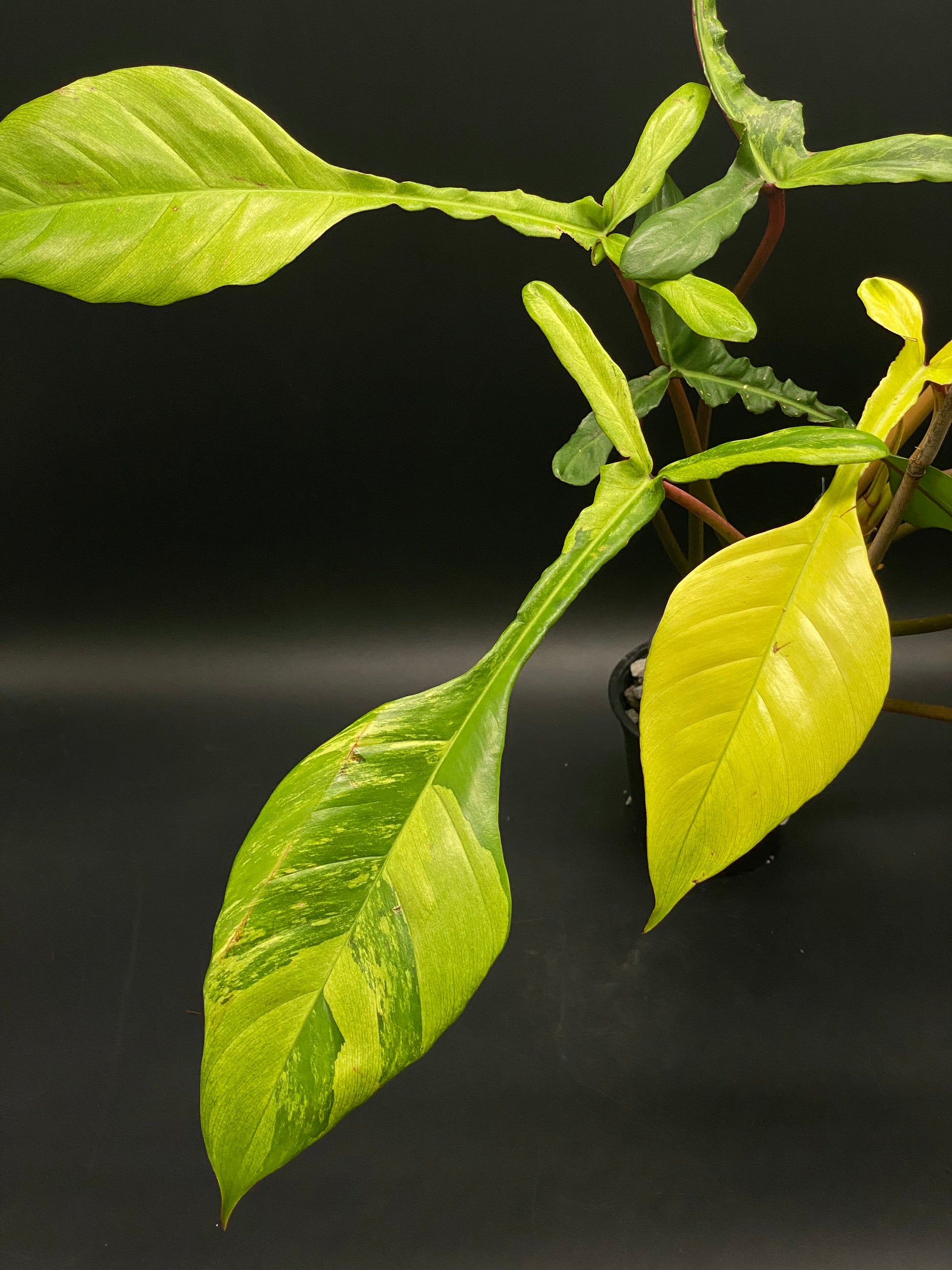 Philodendron Joepii Albo Mint with variegated lanceolate leaves featuring stark Albo white and mint marbling, ideal for exotic houseplant enthusiasts.