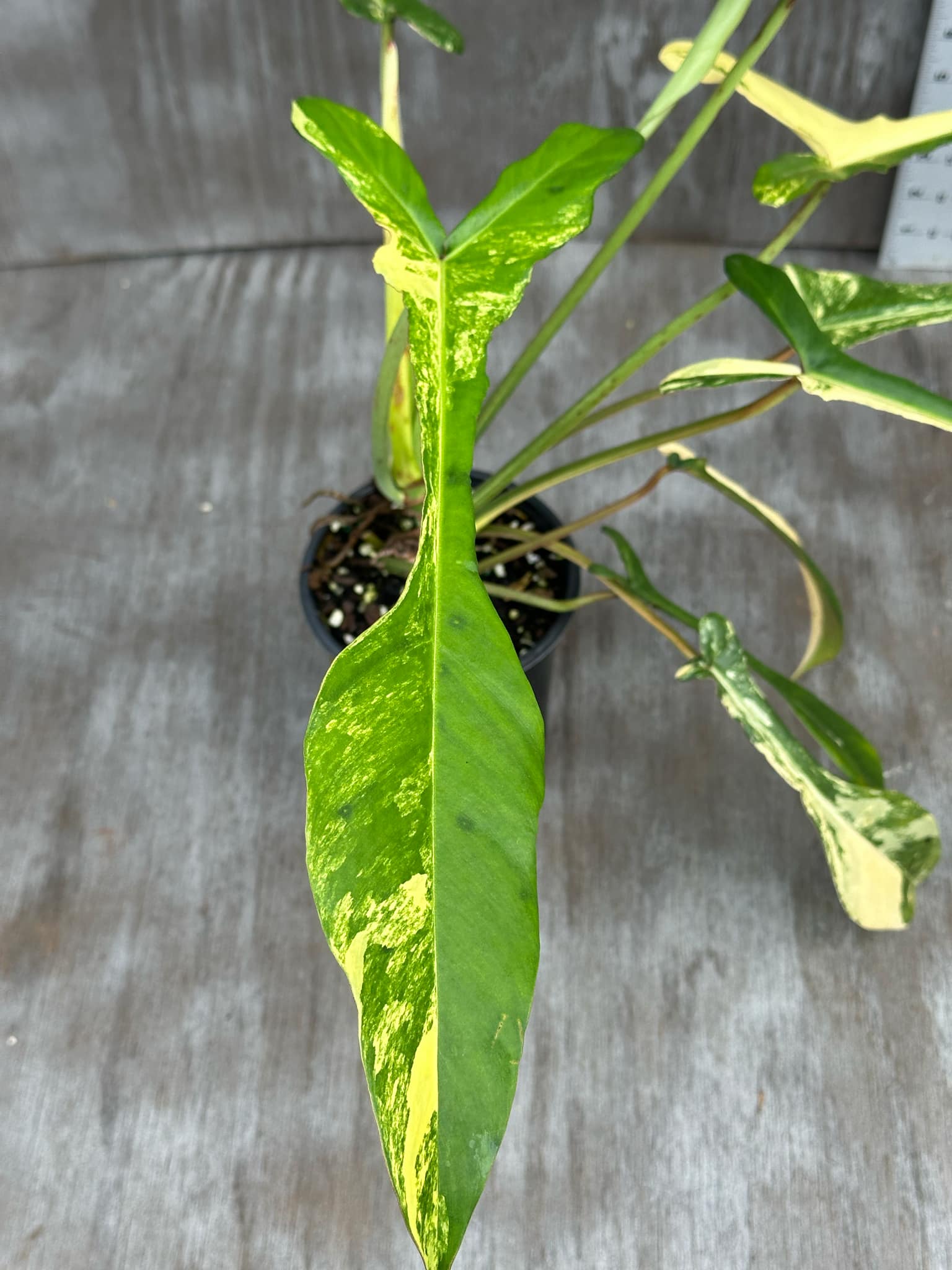 Philodendron Joepii Variegated (PJV1) 🌱 in a 4-inch pot, displaying elongated, mature leaves with pronounced lobes, measuring up to 13 inches.