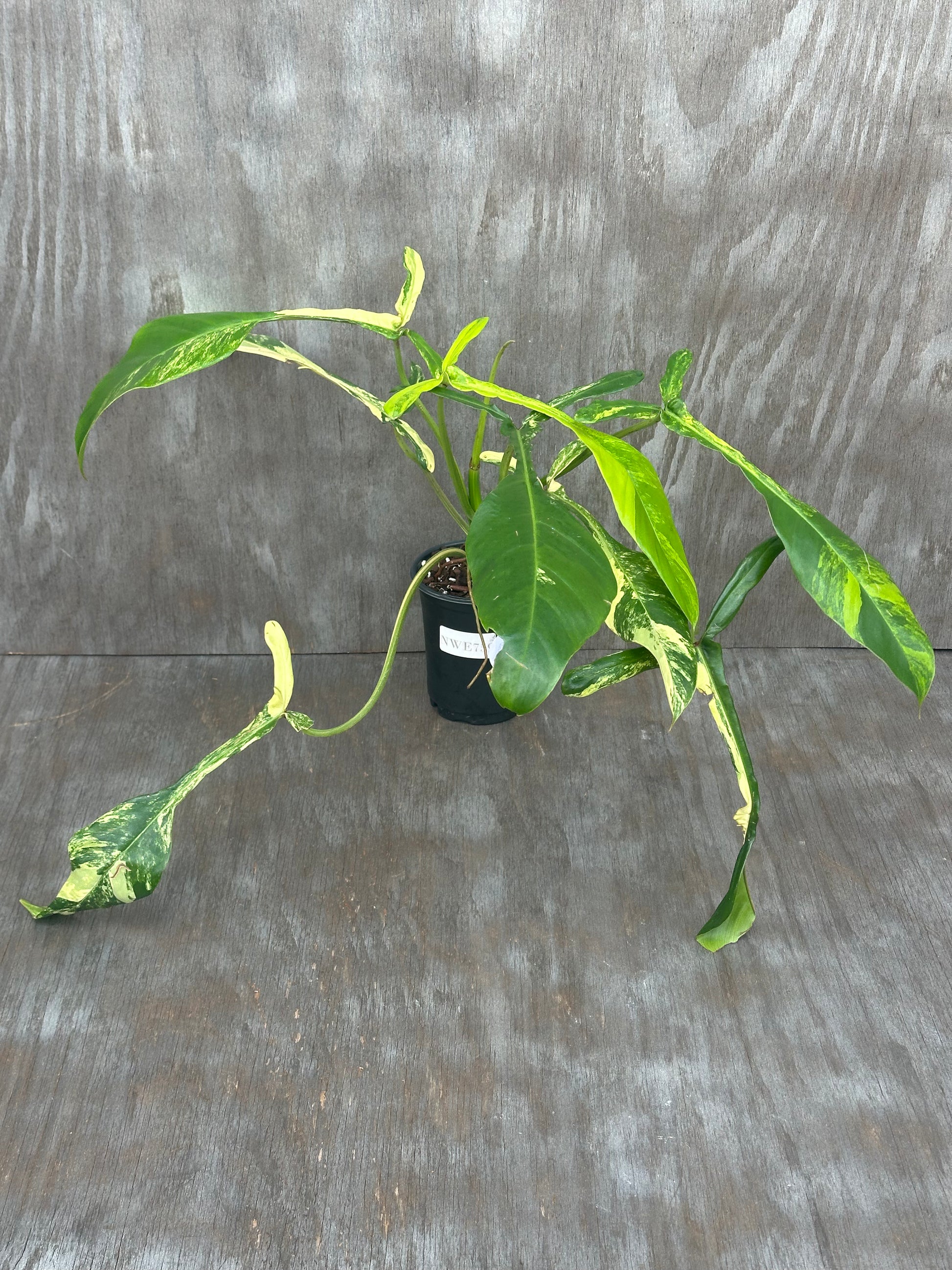 Philodendron Joepii Variegated (1031W53) in a 4-inch pot, showcasing elongated, distinctive leaves nearing full maturity, with the largest leaf at 13 inches.