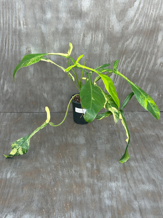 Philodendron Joepii Variegated (1031W53) in a 4-inch pot, showcasing elongated, distinctive leaves nearing full maturity, with the largest leaf at 13 inches.