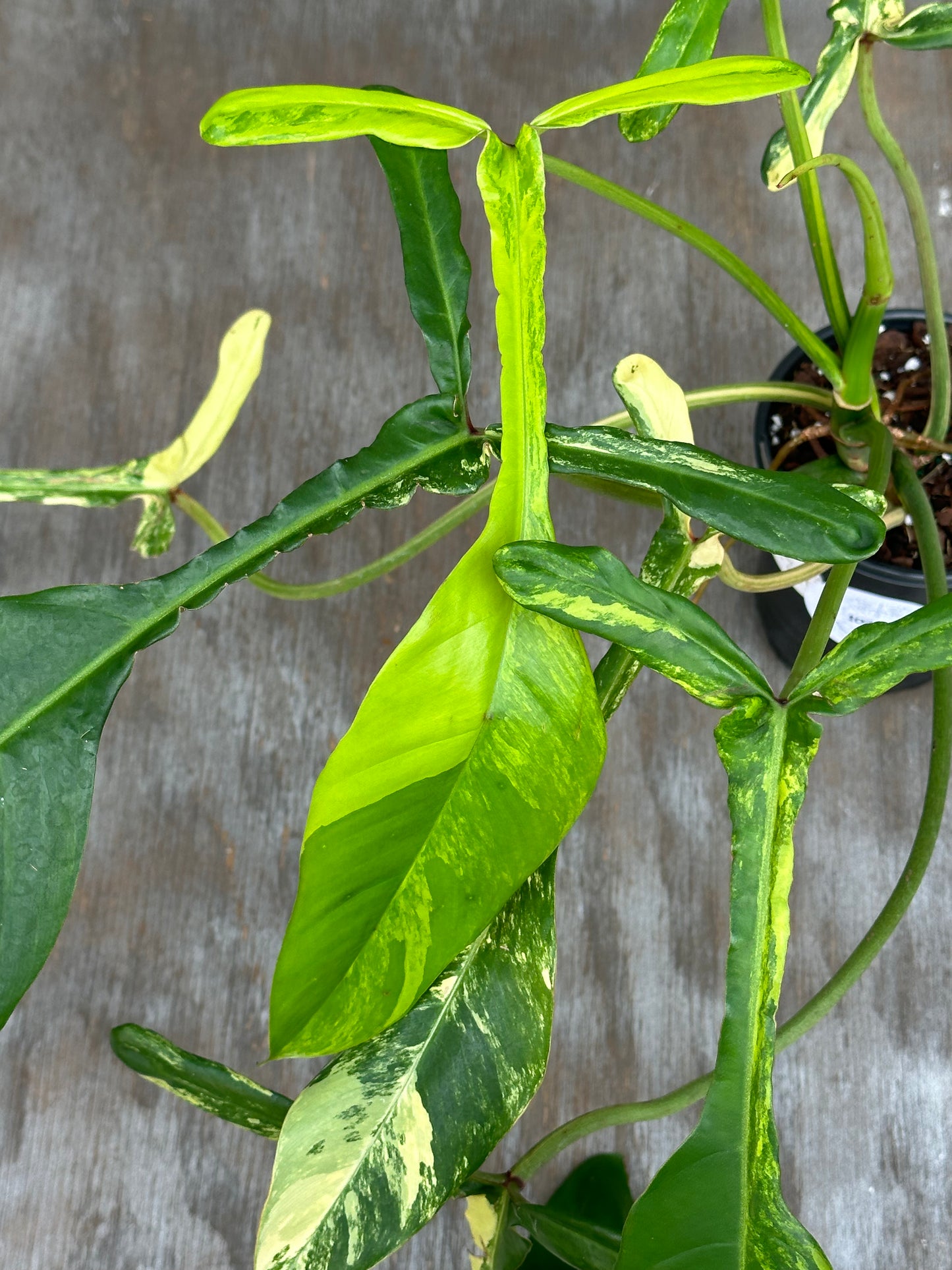 Philodendron Joepii Variegated in a 4-inch pot, showcasing elongated, uniquely-shaped leaves with pronounced lobes, nearly reaching full maturity.