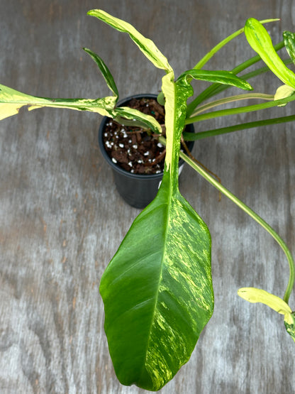 Philodendron Joepii Variegated (1031W53) in a 4-inch pot, showcasing its distinctive elongated, lobed leaves nearing full maturity.