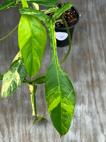 Philodendron Joepii Variegated (1031W53) in a 4-inch pot, showcasing elongated, mature leaves with distinct lobes and a climbing habit.