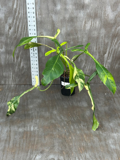 Philodendron Joepii Variegated (1031W53) in a 4-inch pot, showcasing elongated, mature leaves with distinctive lobes and narrow centers.