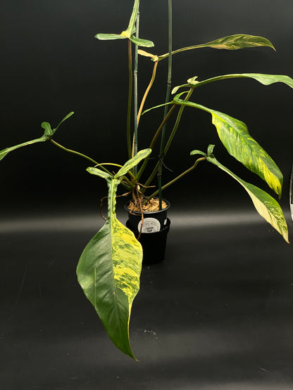 philodendron joepii ebay Philodendron Joepii Variegated (130W027)