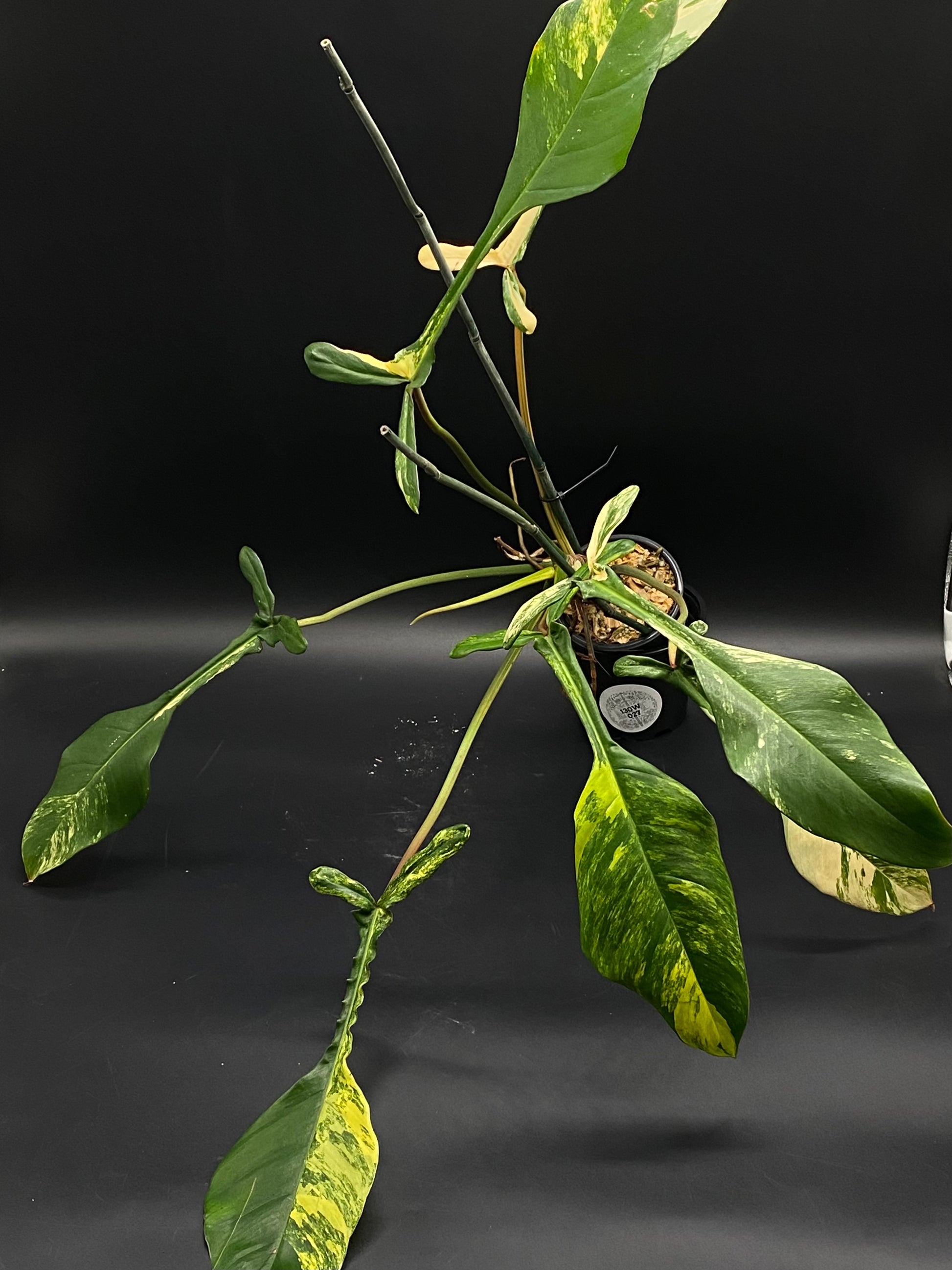 philodendron joepii variegated Philodendron Joepii Variegated (130W027)