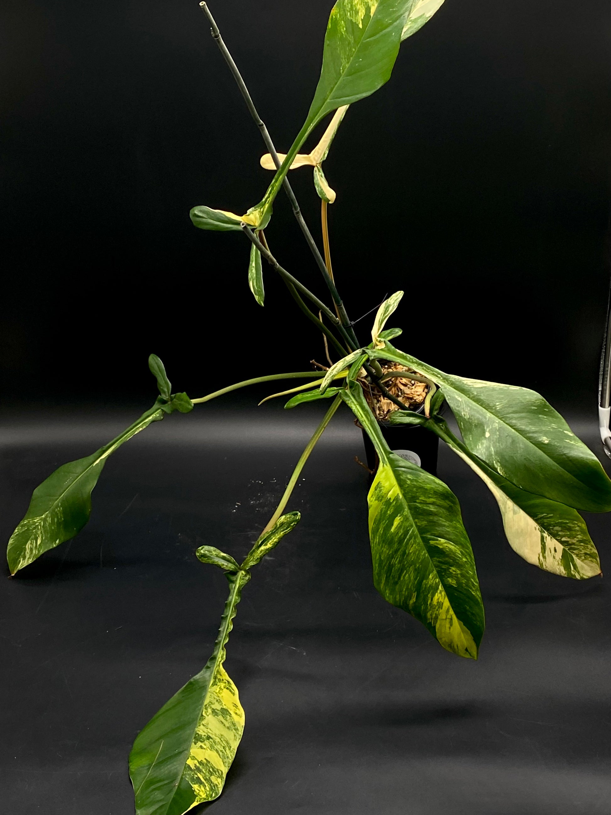 philodendron joepii mature Philodendron Joepii Variegated (130W027)