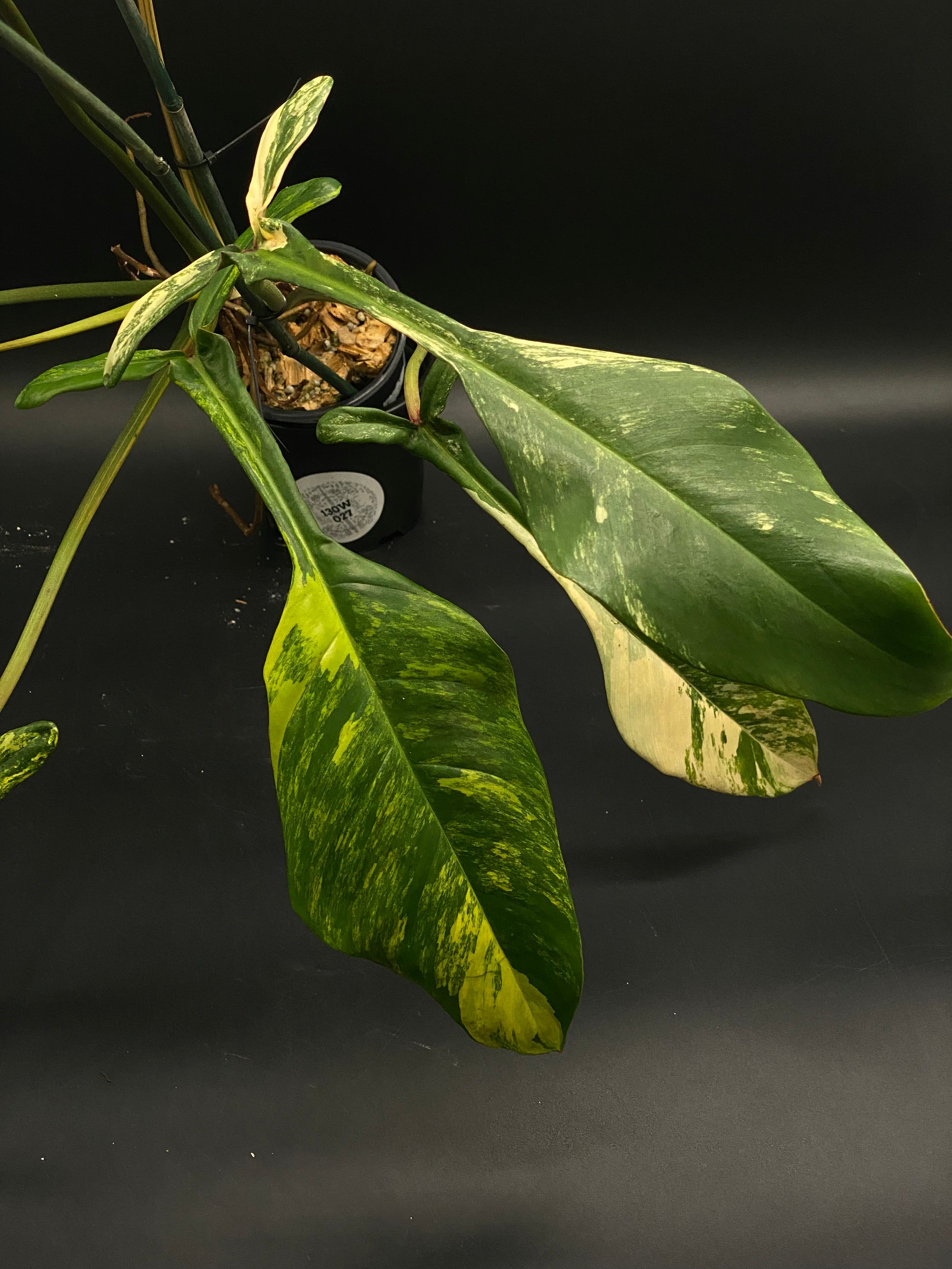 philodendron joepii ebay Philodendron Joepii Variegated (130W027)