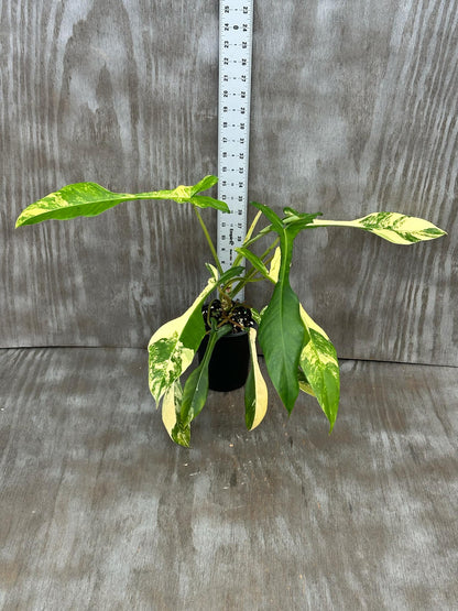 Philodendron Joepii Variegated (PJV1) 🌱 in a 4-inch pot, featuring distinctive elongated leaves nearing maturity, ideal for plant enthusiasts.