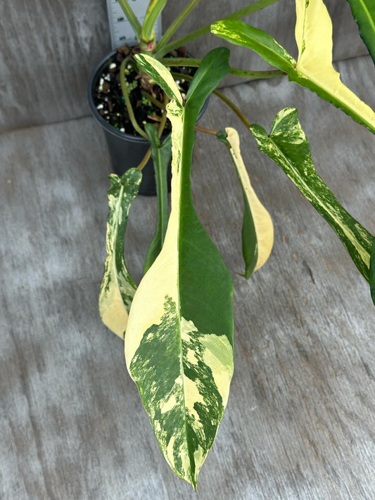 Philodendron Joepii Variegated (PJV1) 🌱 in a 4-inch pot, featuring distinctive elongated leaves nearing maturity, ideal for plant enthusiasts.