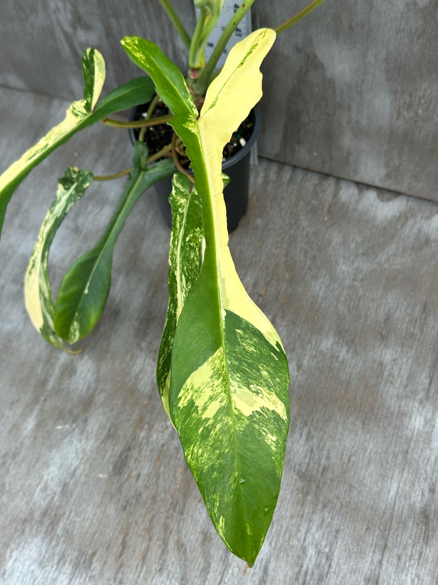 Philodendron Joepii Variegated (PJV1) 🌱 in a 4-inch pot showcasing its distinctive, elongated leaves with pronounced lobes, nearly reaching full maturity at 13 inches.