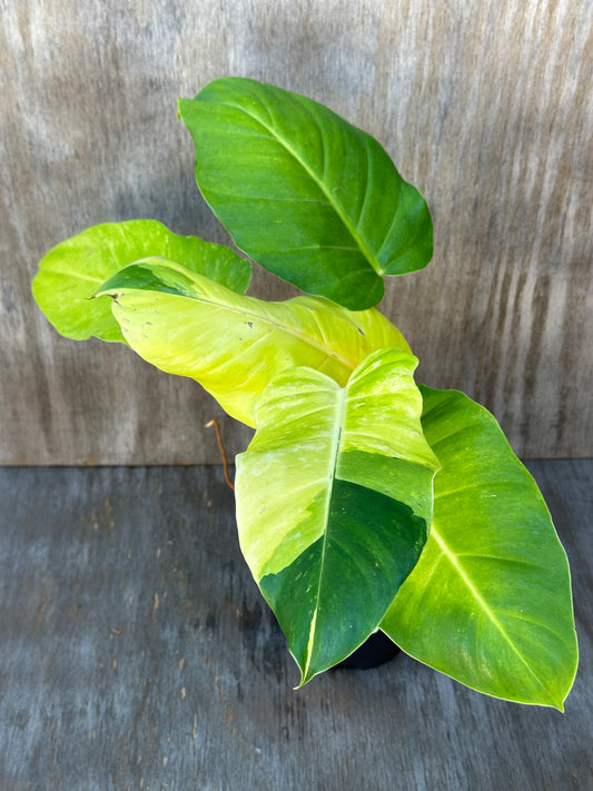 Philodendron 'Jungle Fever' with bright, variegated leaves in a 4-inch pot, ideal for exotic houseplant enthusiasts. Rare and vibrant addition to any collection.