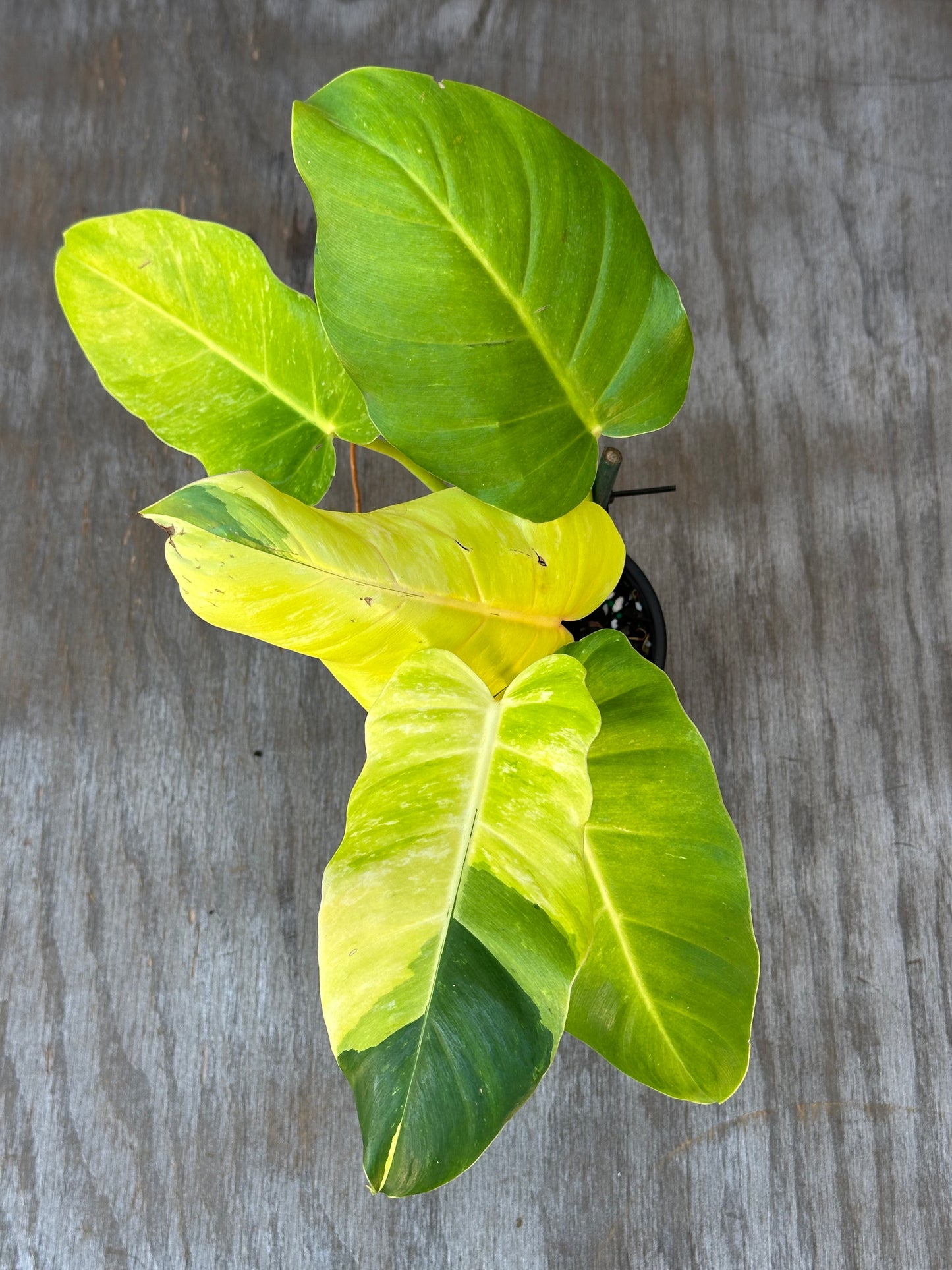 Philodendron 'Jungle Fever' in a 4-inch pot, showcasing vibrant, variegated leaves on a wooden surface from Next World Exotics.