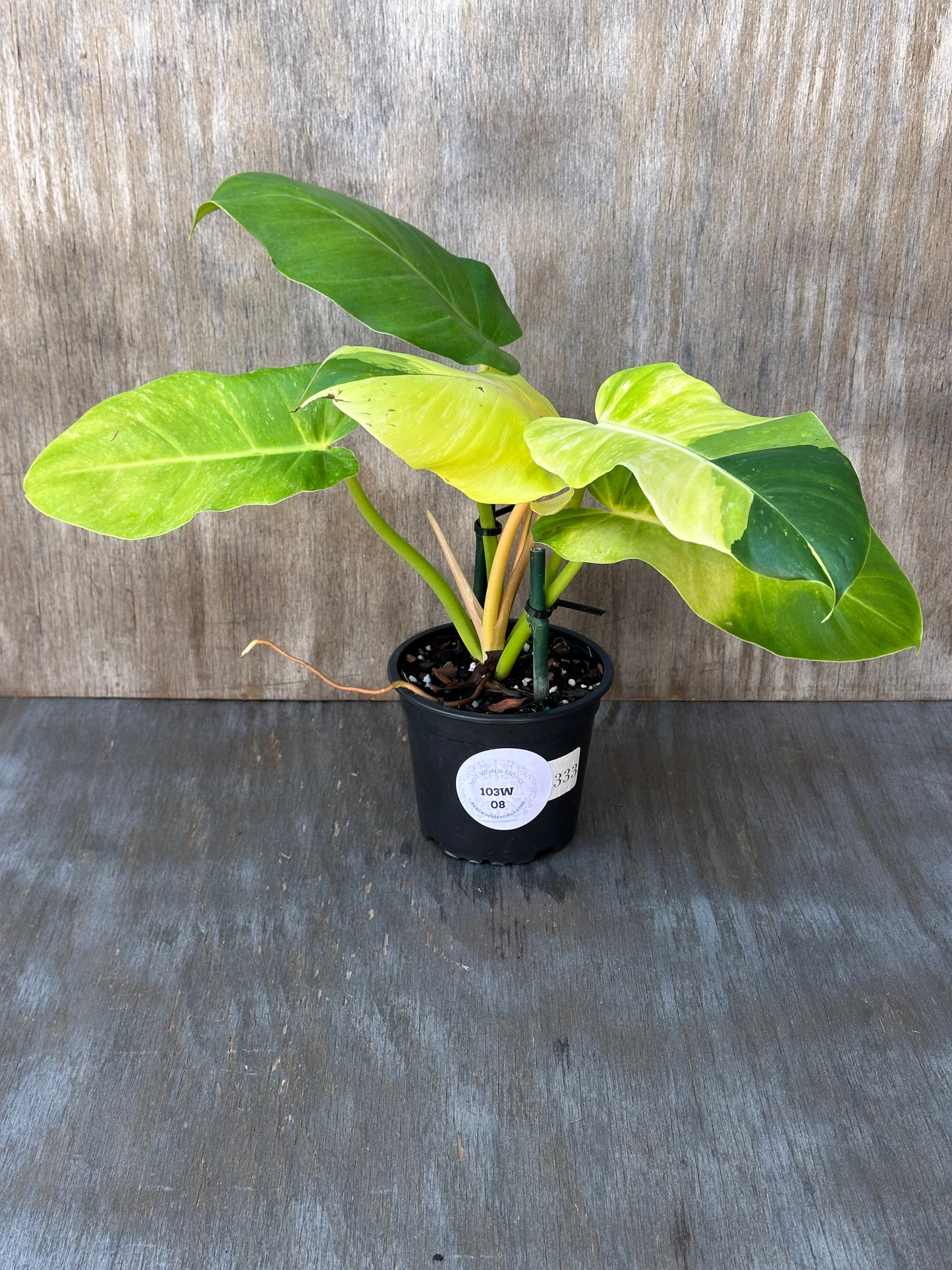 Philodendron 'Jungle Fever' in a 4-inch pot, featuring large, bright green leaves. Perfect for adding a touch of exotic elegance to your home.