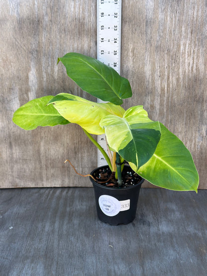 Philodendron 'Jungle Fever' in a 4-inch pot with bright leaves on a wooden surface. Rare variegated tropical houseplant from Next World Exotics.