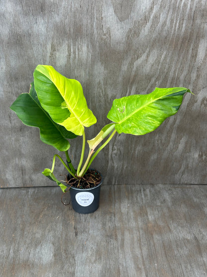 Philodendron 'Jungle Fever' in a 4-inch pot, showcasing vibrant, large leaves, perfect for indoor plant enthusiasts seeking exotic houseplants from Next World Exotics.