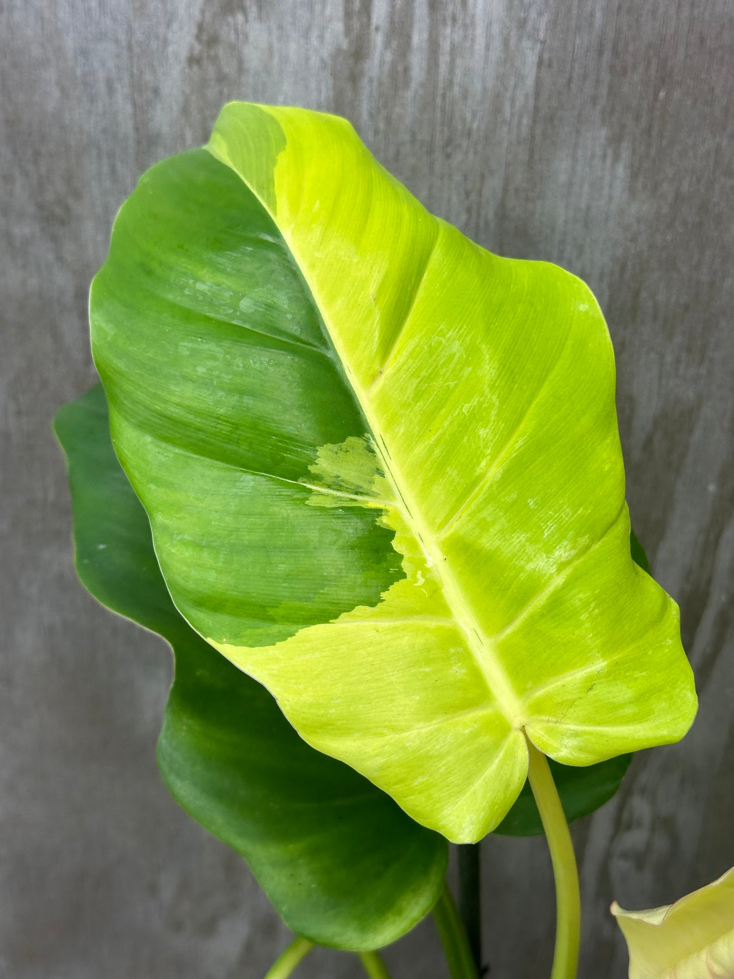 Philodendron 'Jungle Fever' plant showcasing lush, bright leaves in a 4-inch pot, ideal for exotic houseplant enthusiasts.