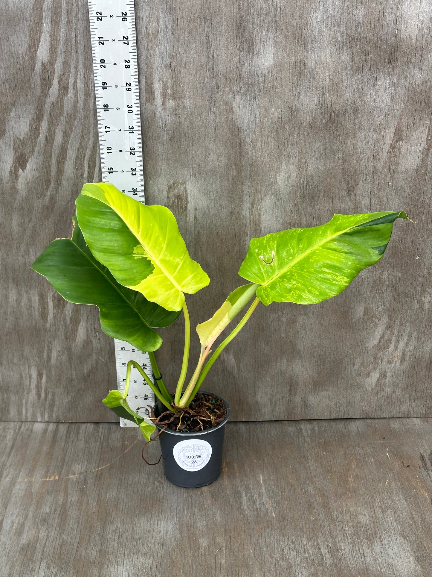 Philodendron 'Jungle Fever' in a 4-inch pot, featuring bright leaves, with a ruler beside it for scale, from Next World Exotics.