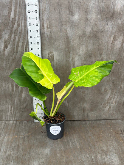 Philodendron 'Jungle Fever' in a 4-inch pot, featuring bright leaves, with a ruler beside it for scale, from Next World Exotics.