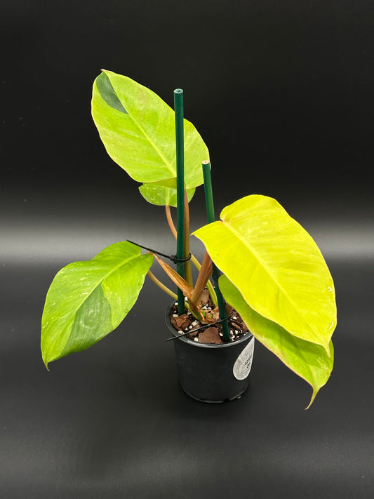 Philodendron 'Jungle Fever' in a 4-inch pot, showcasing its vibrant bright leaves, ideal for exotic houseplant enthusiasts.