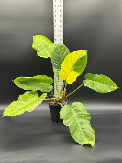 philodendron jungle fan Philodendron 'Jungle Fever' (27WN34) – Next World Exotics