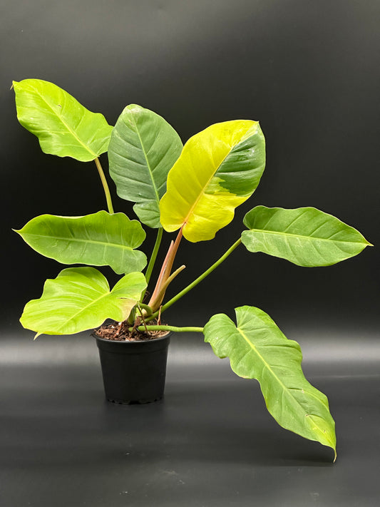 Philodendron 'Jungle Fever' (123W42) in a 4-inch pot, showcasing vibrant leaves ideal for houseplant enthusiasts.