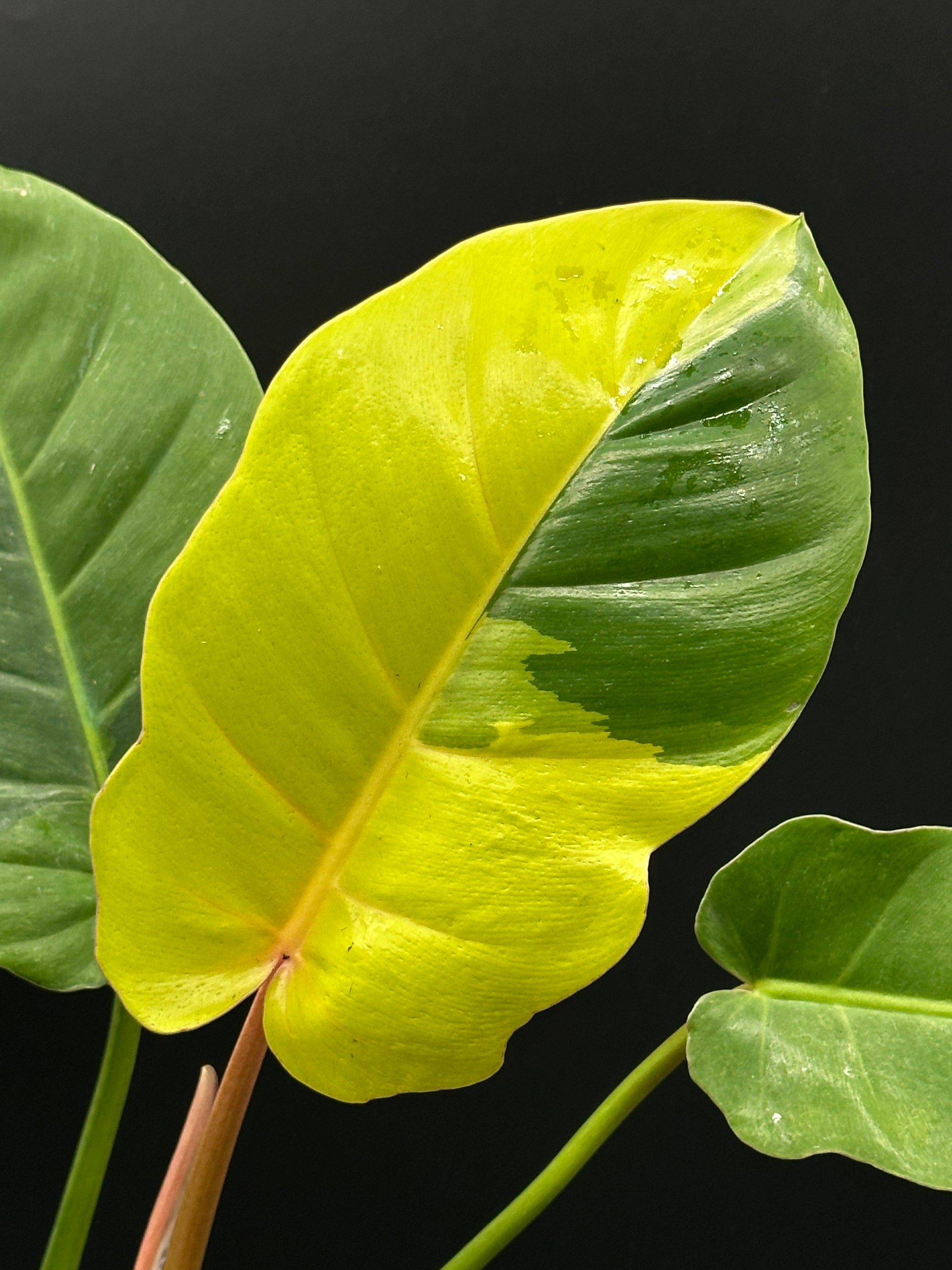 philodendron fever dreams Philodendron 'Jungle Fever' (27WN34)