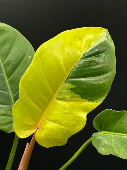 philodendron jungle fever price Philodendron 'Jungle Fever' (27WN34) – Next World Exotics