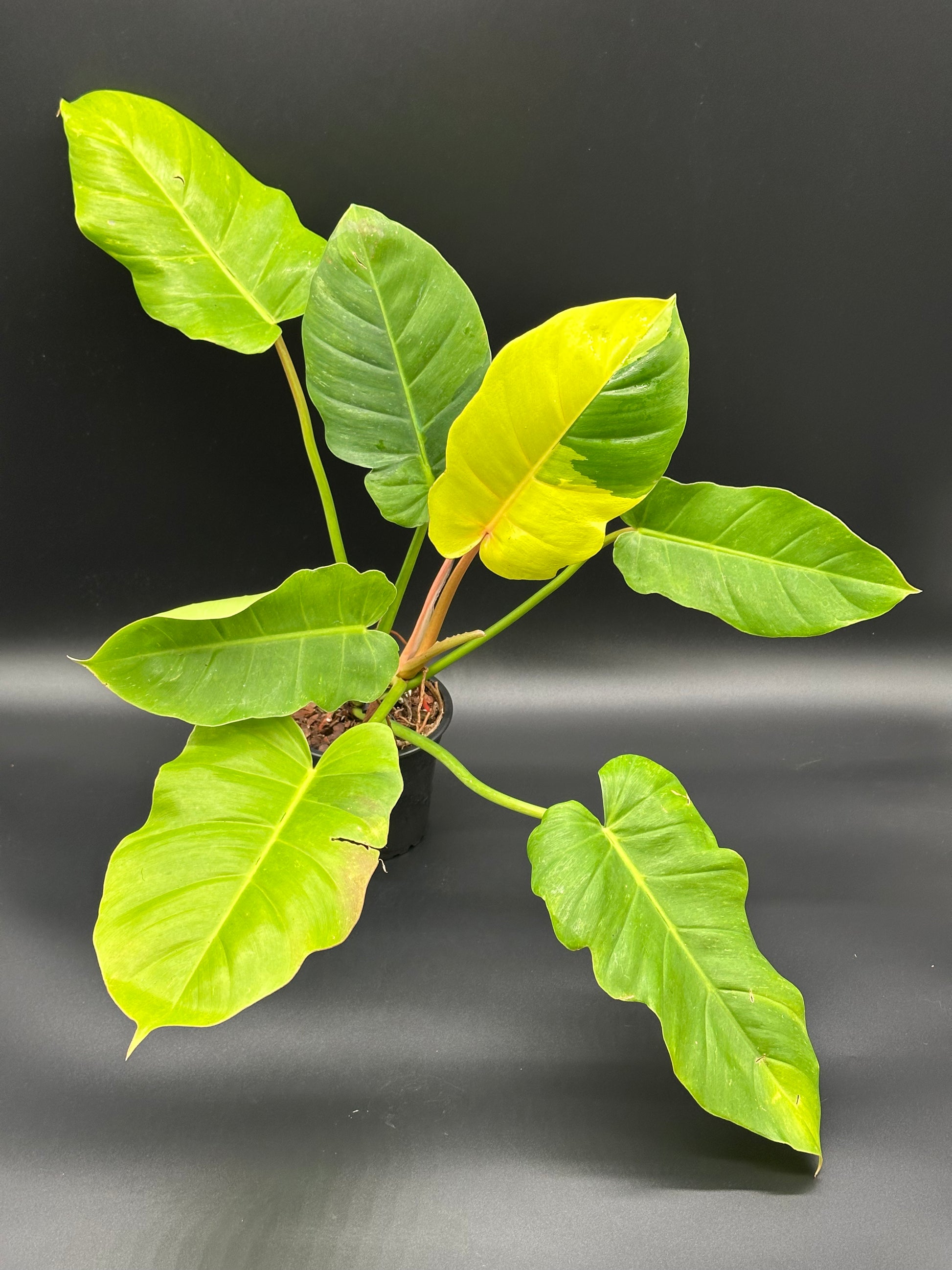 philodendron jungle fever care Philodendron 'Jungle Fever' (27WN34)