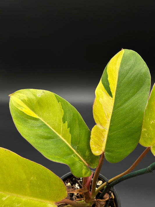 Philodendron 'Jungle Fever' in a 4-inch pot, showcasing bright variegated leaves with a close-up view of intricate leaf patterns.