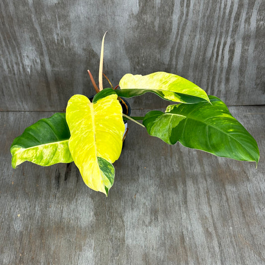 Philodendron 'Jungle Fever' (829W48) close-up, showcasing variegated green and yellow leaves, ideal for tropical houseplant enthusiasts and collectors from Next World Exotics.