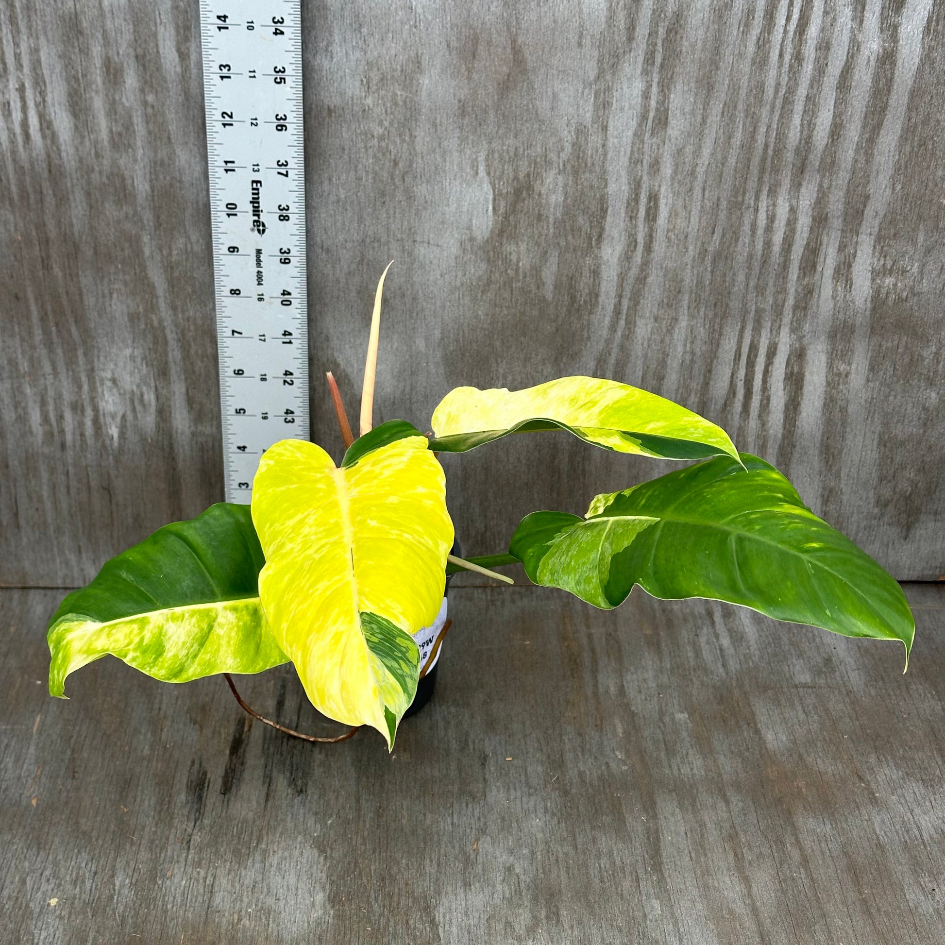 Philodendron 'Jungle Fever' in a pot next to a ruler, showcasing its size and variegated leaves, available at Next World Exotics.