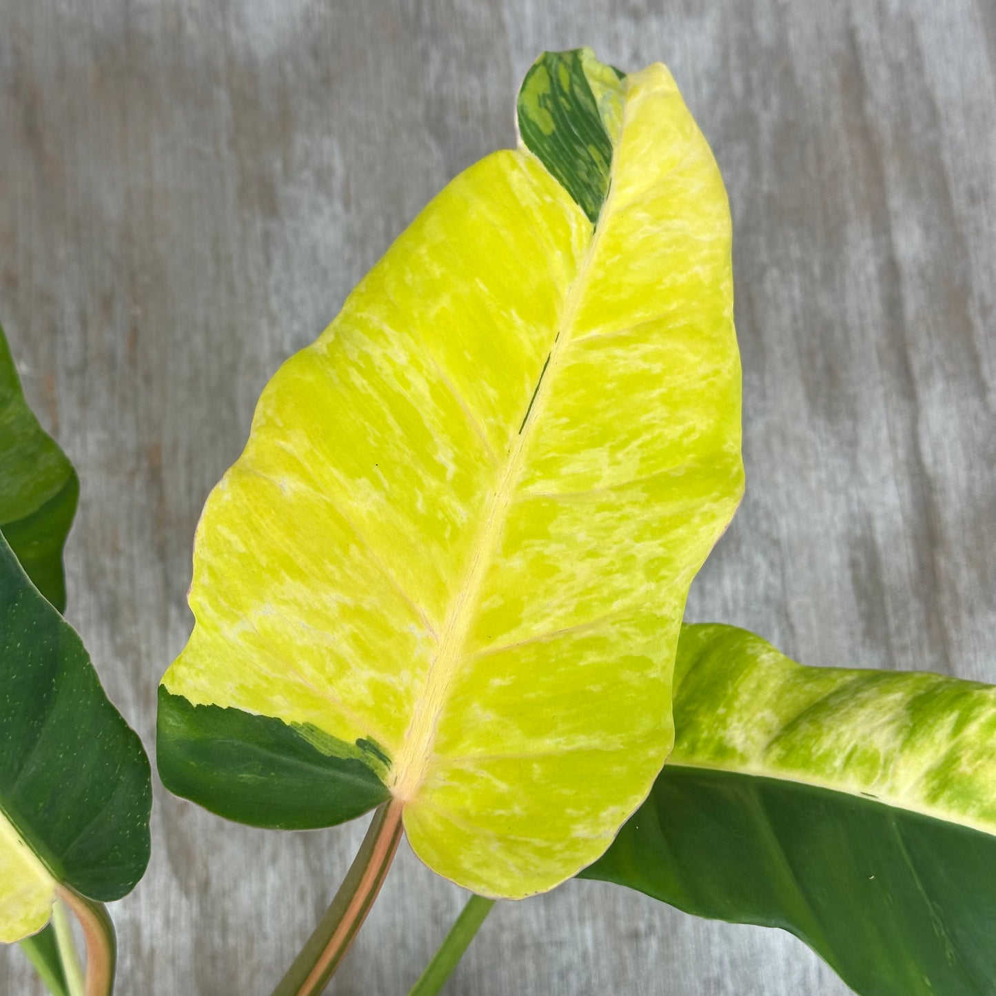 Close-up of a Philodendron 'Jungle Fever' leaf, showcasing its intricate details, offered by Next World Exotics for tropical houseplant enthusiasts.