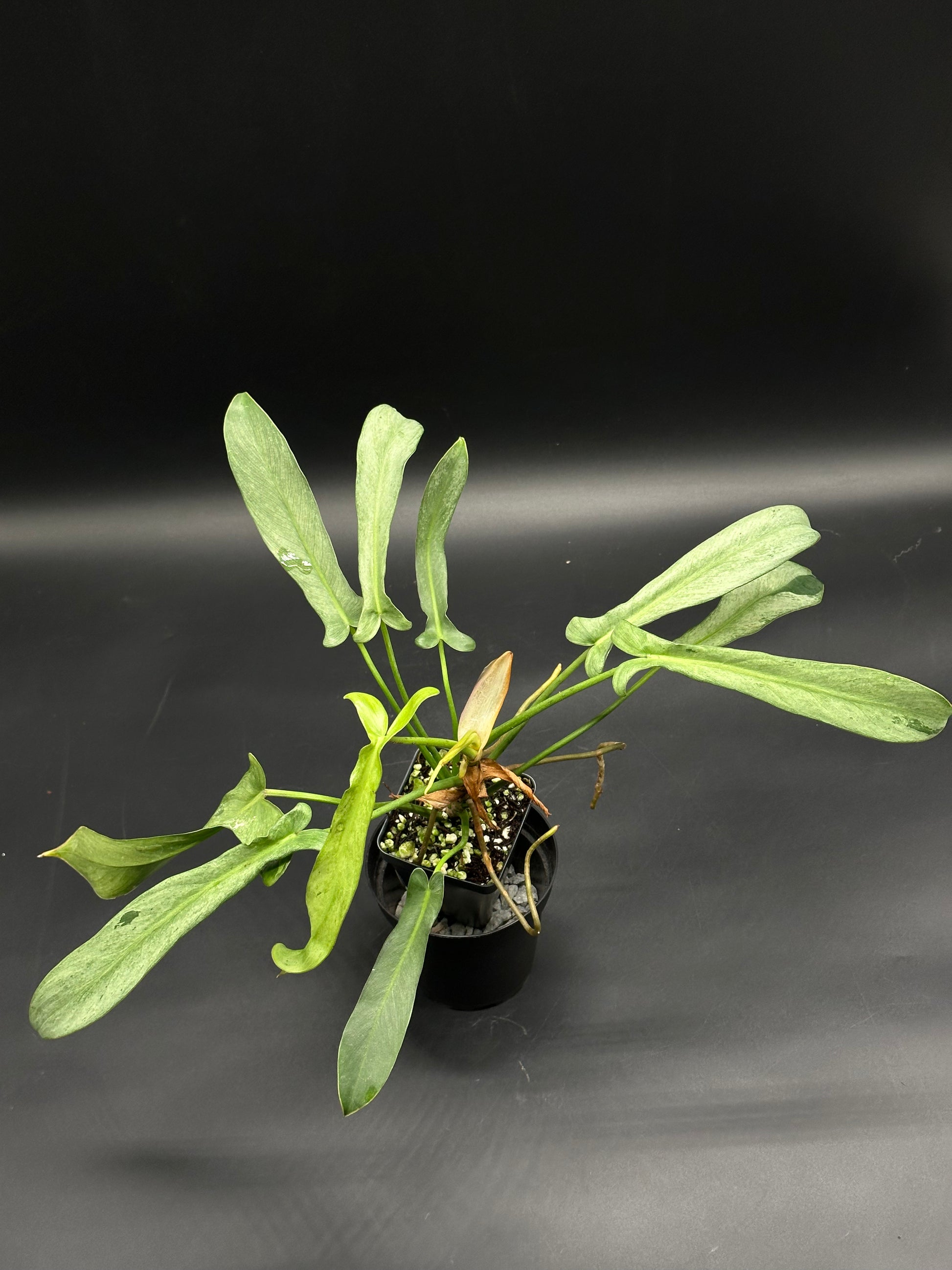 Philodendron longilobatum 'Mint' in a black nursery pot, showcasing long, narrow leaves with subtle mint variegation, perfect for exotic houseplant enthusiasts.