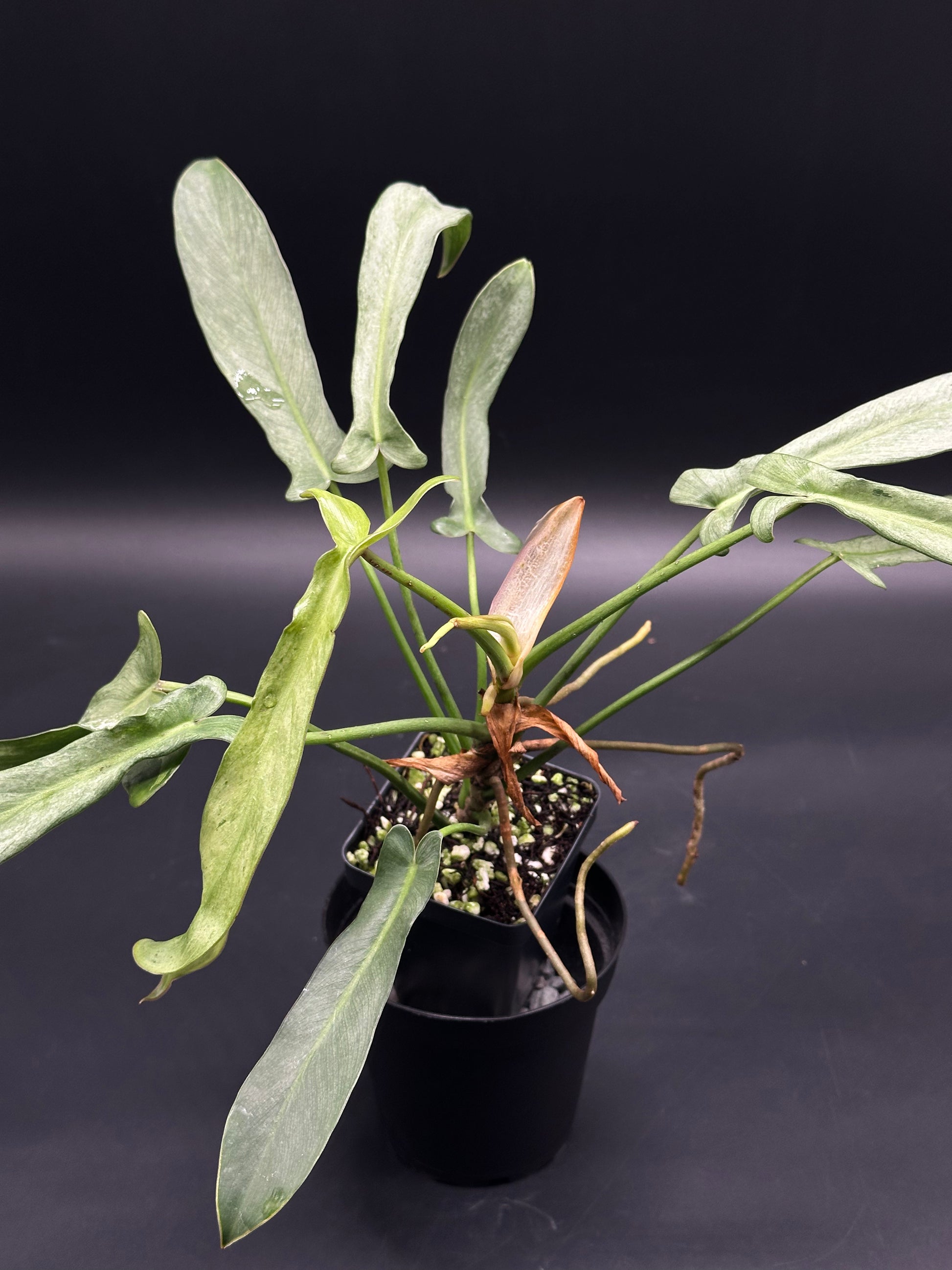 Philodendron longilobatum 'Mint' in a small pot, featuring long, narrow, silvery-green leaves with a new leaf unfurling and thin aerial roots visible.